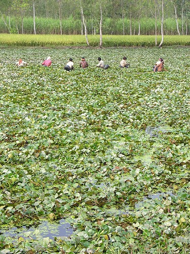 water chestnuts farming is a profitable business. water chestnut cultivation can be much more profitable in small investments .