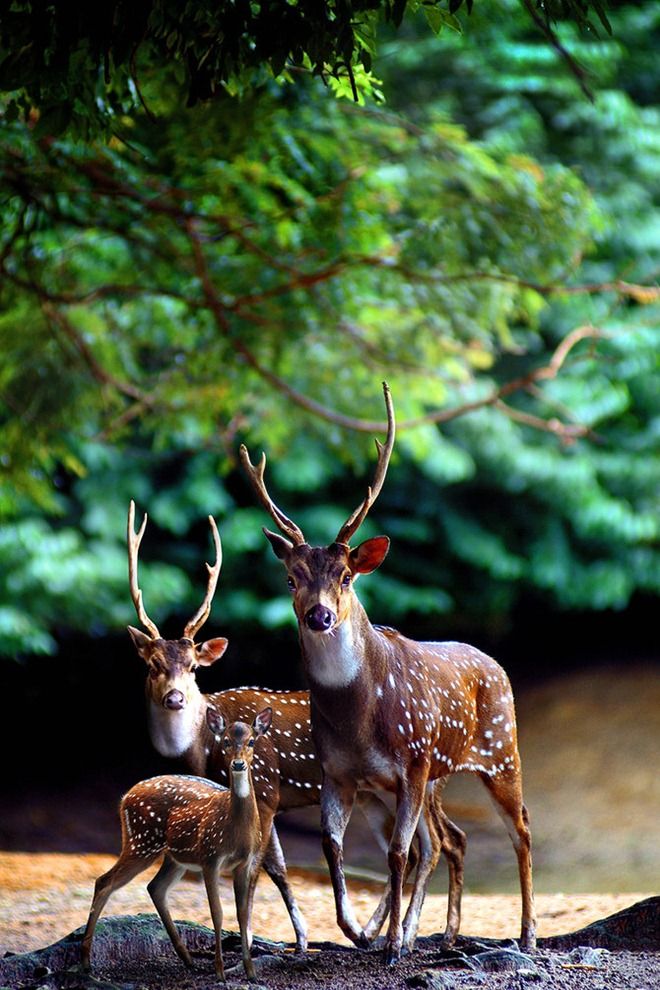 Axis Deer is among the most beautiful wild animals of the nature. Now a days world population is increasing rapidly and people are searching for some new farming business ideas which can ensure food security and create a sustainable and profitable income source.