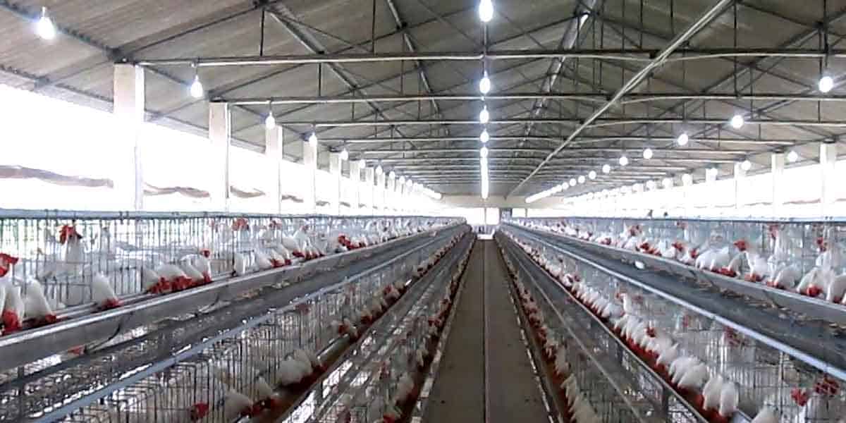 Bill Gates, the world's richest man, thinks of the chicken business as a profitable business. When you are planning to build a free-range chicken house, you should choose a site that is very dry with natural air movement.