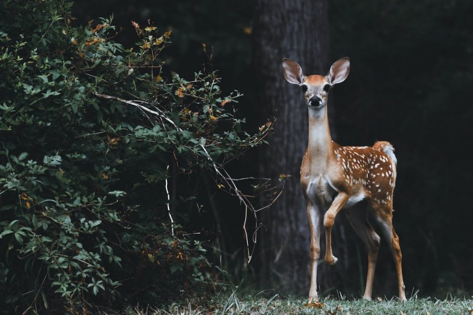 Axis Deer is among the most beautiful wild animals of the nature. Now a days world population is increasing rapidly and people are searching for some new farming business ideas which can ensure food security and create a sustainable and profitable income source.